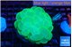 Plerogyra neon green 5-8 cm WYSIWYG acclimaté