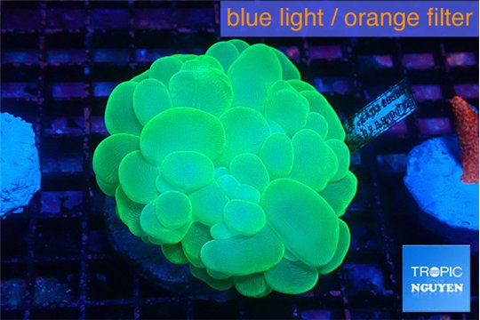 Plerogyra neon green 5-8 cm WYSIWYG acclimaté