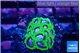 Favia space monkey 2-3 cm WYSIWYG acclimaté