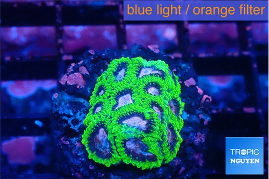 Favia space monkey 2-3 cm WYSIWYG acclimaté