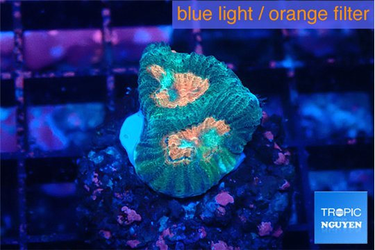 Favia green orange 1-2 cm WYSIWYG acclimaté