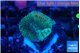 Favia rainbow 1-2 cm WYSIWYG acclimaté