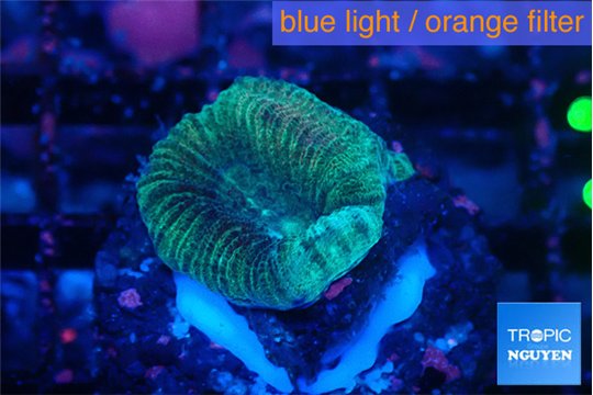 Favia rainbow 1-2 cm WYSIWYG acclimaté