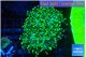 Euphyllia yaeyamaensis green 4-7 cm WYSIWYG acclimaté