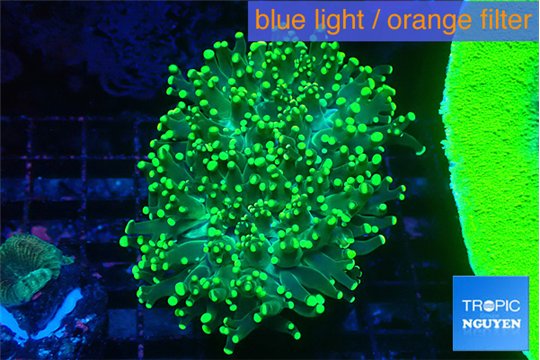 Euphyllia yaeyamaensis green 4-7 cm WYSIWYG acclimaté