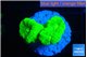 Caulastrea neon green 2-3 polyps WYSIWYG acclimaté