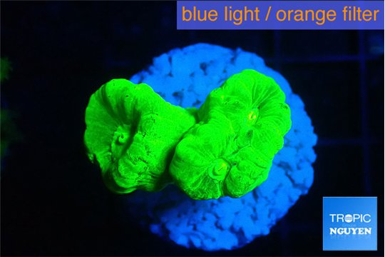 Caulastrea neon green 2-3 polyps WYSIWYG acclimaté