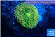 Ricordea floridae orange rainbow 1 polyp WYSIWYG acclimaté