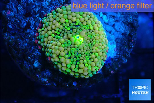 Ricordea floridae orange rainbow 1 polyp WYSIWYG acclimaté
