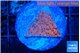 Montipora death spiral 2-3 cm WYSIWYG acclimaté