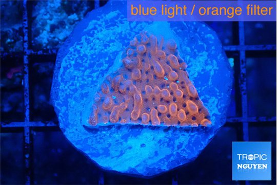 Montipora death spiral 2-3 cm WYSIWYG acclimaté