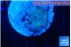 Discosoma deep blue avatar 1 polyp WYSIWYG acclimaté