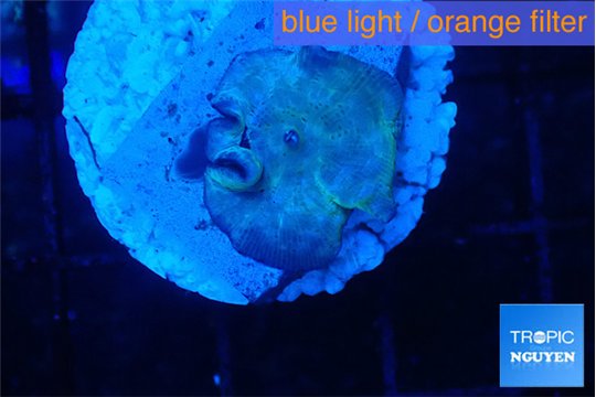 Discosoma deep blue avatar 1 polyp WYSIWYG acclimaté