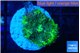 Ricordea yuma green 1 polyp WYSIWYG acclimaté