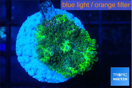 Ricordea yuma green 1 polyp WYSIWYG acclimaté