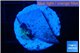 Discosoma deep blue avatar small polyp 1 polyp WYSIWYG acclimaté