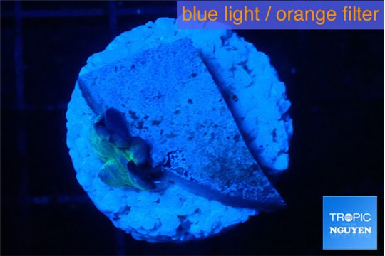 Discosoma deep blue avatar small polyp 1 polyp WYSIWYG acclimaté