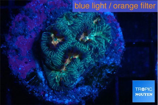 Plagtygyra rainbow 2-3 cm WYSIWYG acclimaté