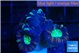 Caulastrea green purple 3-4 polyps WYSIWYG acclimaté