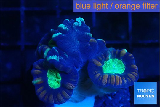Caulastrea green purple 3-4 polyps WYSIWYG acclimaté