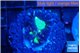 Caulastrea green purple 2 polyps WYSIWYG acclimaté