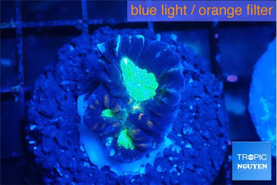 Caulastrea green purple 2 polyps WYSIWYG acclimaté