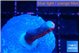 Montipora digitata bubble gum 1-2 cm WYSIWYG acclimaté