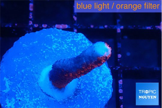 Montipora digitata bubble gum 1-2 cm WYSIWYG acclimaté
