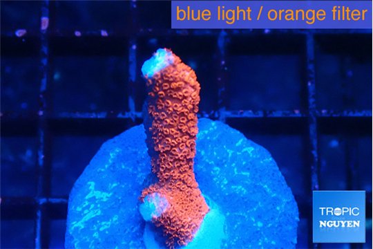 Montipora digitata bubble gum 1-2 cm WYSIWYG acclimaté