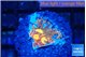 Echinophyllia gold mine 1 cm WYSIWYG acclimaté
