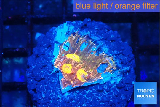 Echinophyllia gold mine 1 cm WYSIWYG acclimaté