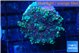 Ricordea yuma purple red 1 polyp WYSIWYG acclimaté