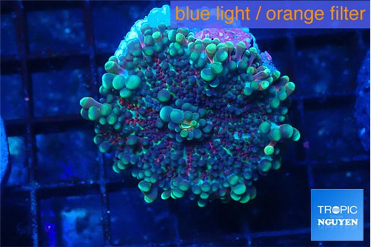 Ricordea yuma purple red 1 polyp WYSIWYG acclimaté