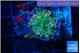 Ricordea yuma green purple 1 polyp WYSIWYG acclimaté