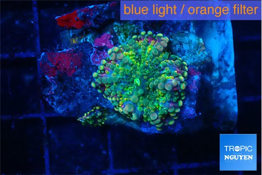 Ricordea yuma green purple 1 polyp WYSIWYG acclimaté