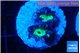 Caulastrea green purple 2 polyps WYSIWYG acclimaté