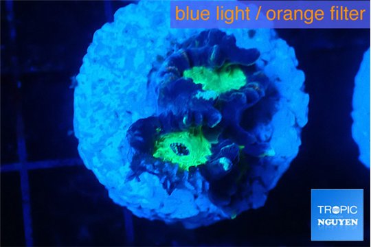 Caulastrea green purple 2 polyps WYSIWYG acclimaté