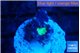 Caulastrea green purple 1 polyp WYSIWYG acclimaté