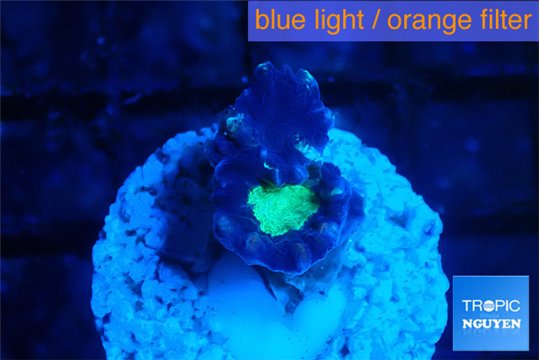 Caulastrea green purple 1 polyp WYSIWYG acclimaté