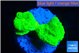 Caulastrea neon green 2-3 polyps WYSIWYG acclimaté