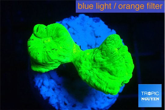 Caulastrea neon green 2-3 polyps WYSIWYG acclimaté