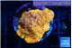Pavona orange 3-4 cm WYSIWYG acclimaté
