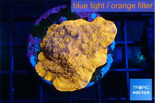 Pavona orange 3-4 cm WYSIWYG acclimaté