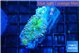 Ricordea yuma rainbow 2-3 polyps WYSIWYG acclimaté