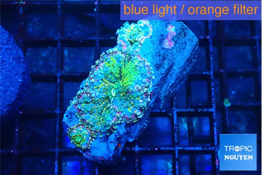 Ricordea yuma rainbow 2-3 polyps WYSIWYG acclimaté