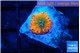 Rhodactis red blue superman 1 polyp WYSIWYG acclimaté