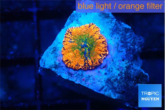 Rhodactis red blue superman 1 polyp WYSIWYG acclimaté
