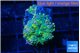 Ricordea yuma green purple 2 polyps WYSIWYG acclimaté