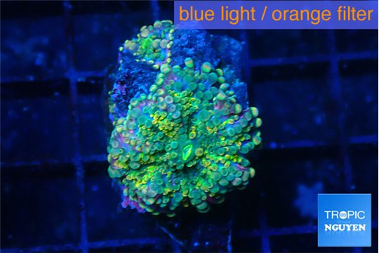 Ricordea yuma green purple 2 polyps WYSIWYG acclimaté