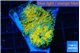 Ricordea yuma 24k 2 polyps WYSIWYG acclimaté